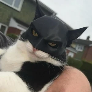 Bat Cat mask